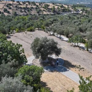 mersindeki 1316 yasindaki anit zeytin agaci ZWtbtZqJ