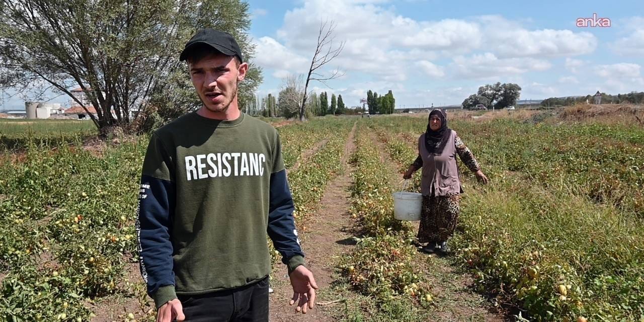ciftci maliyetten kurtuldu tuketici ucuza aldi tarlasini acti kova kova topladilar C6BLlXvO