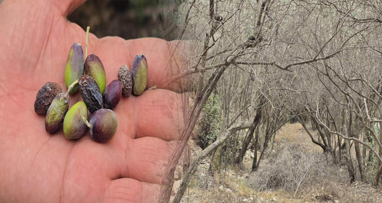 hatayin meshur halhali zeytinini kuraklik vurdu 1Ytq9AyT