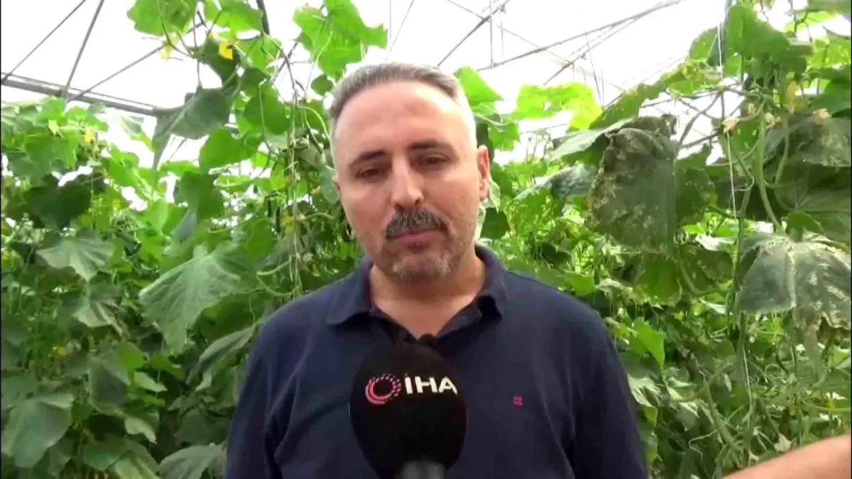 diyarbakirda salatalik serasi kuruldu bZcVARSh