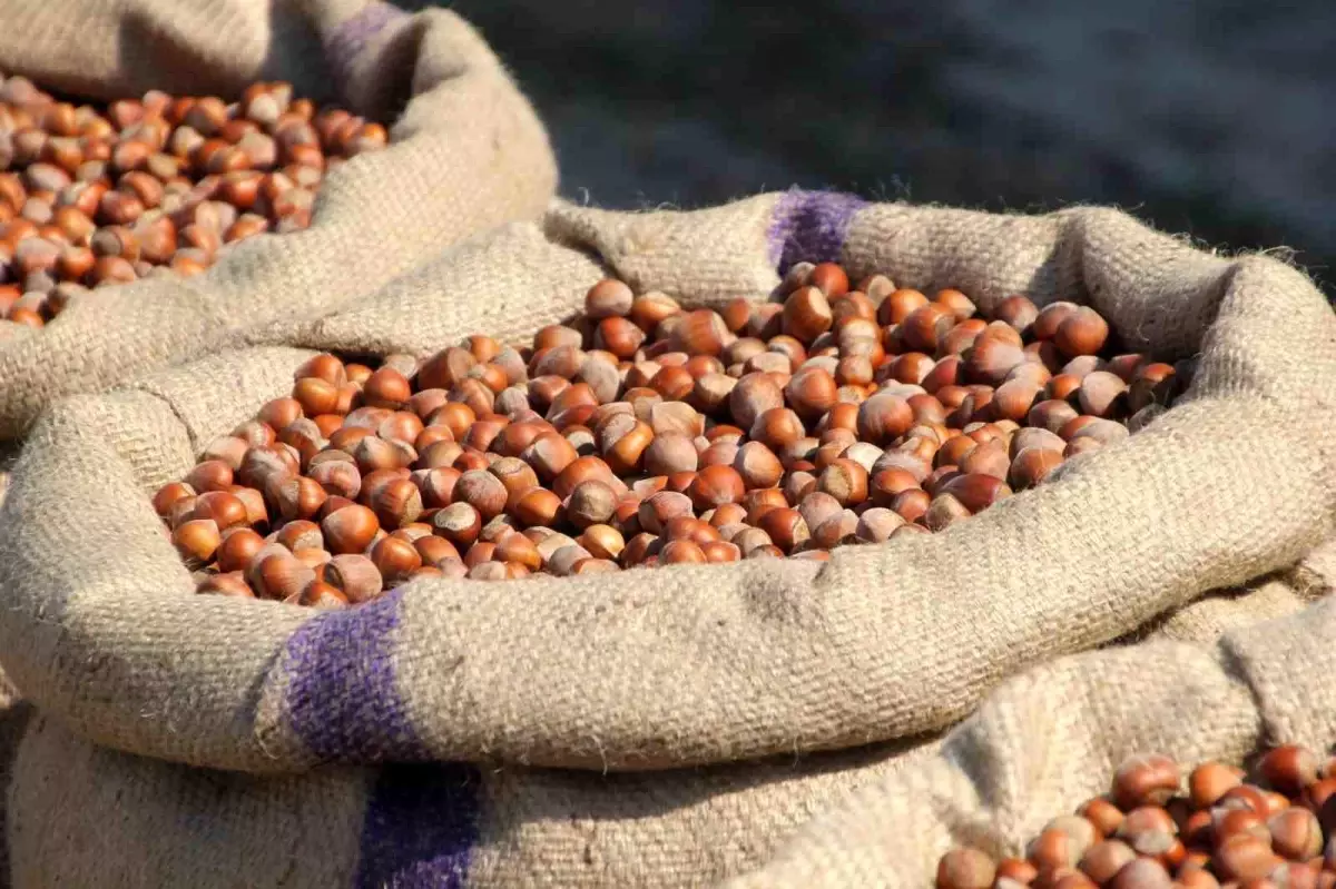 ferreronun findik manipulasyonu iddiasi KCeB1iHd.jpg