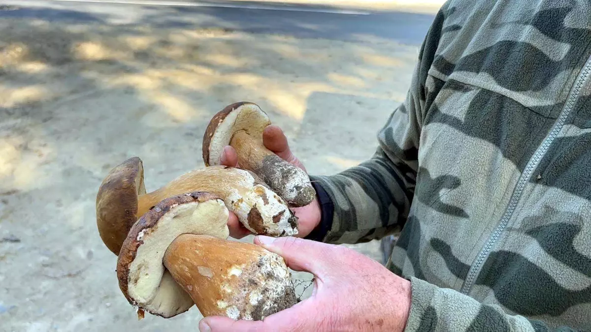 kuraklik mantarlari vurdu fiyatlar 500 tlye yukseldi PfbuYr7d.jpg