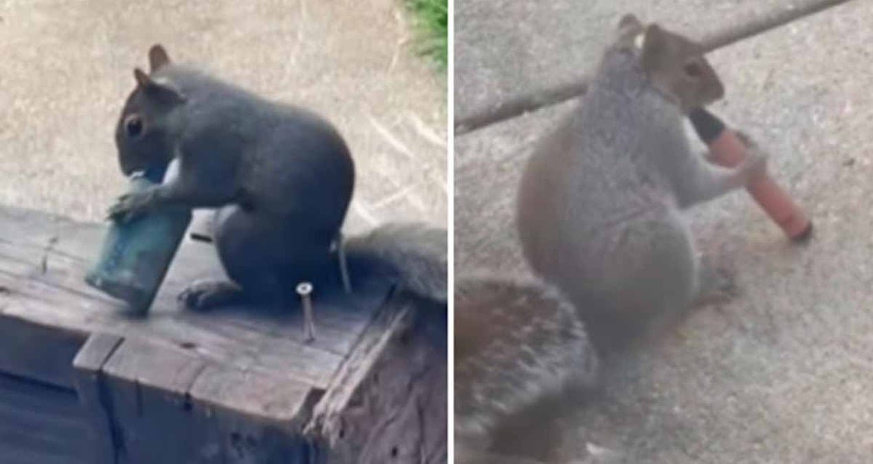 Sincapların Terk Edilmiş Elektronik Sigaralardan Etkilenişi: Tehlikenin Sebepleri Açıklandı